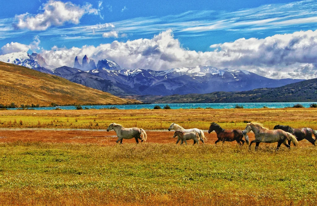 patagonia